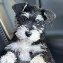 Border Collie and Miniature Schnauzer Puppies from Circle R Sidney