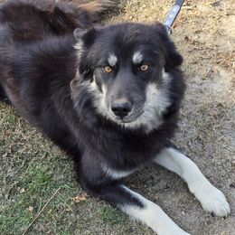 Lyra - Siberian Husky