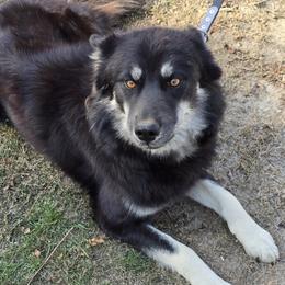 Lyra - Siberian Husky
