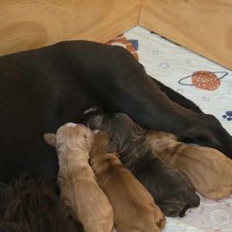 Cocker Spaniel Puppies from Kellie's Cocker Spaniels