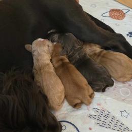Cocker Spaniel Puppies from Kellie's Cocker Spaniels