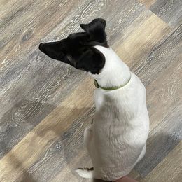 Smooth Fox Terriers from Three Springs