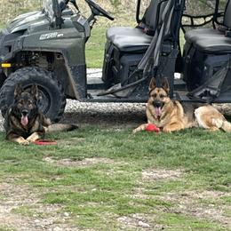 German Shepherd Puppies from Slippery Slope Shepherds