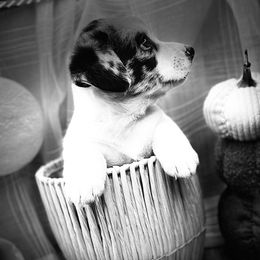 Jersey - Blue merle and white female Cardigan Welsh Corgi puppy in Crystal River, Florida from Coopers Korner