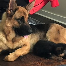 German Shepherds from Vom Toplikar
