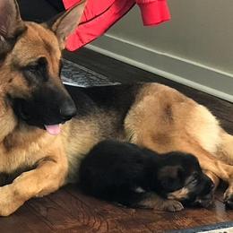 German Shepherds from Vom Toplikar