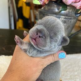 Sleepy - Blue fawn male French Bulldog puppy in Rathdrum, Idaho from Smart Pomskies and Frenchies