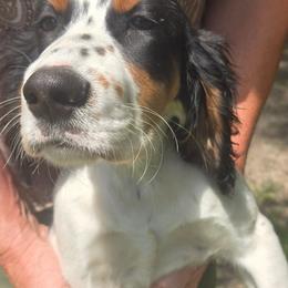 Huck - Blue belton and tan (tri-color) male English Setter puppy in Morrice, Michigan from Wild Bird Setters