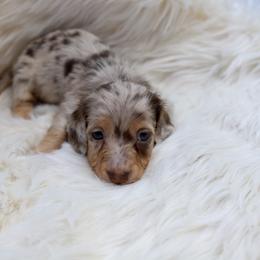 Dachshund Puppies from EntityDachs