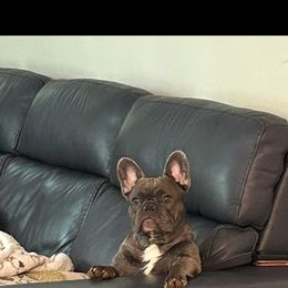French Bulldog All Grown Up from Lakeview Frenchies