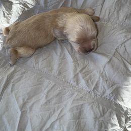 Arlo - Cream male Cocker Spaniel puppy in Lake, Mississippi from MGs Cockers
