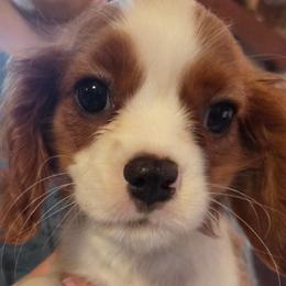 Red Boy - Blenheim male Cavalier King Charles Spaniel puppy in Forest Lake, Minnesota from Northern Lights Goldens