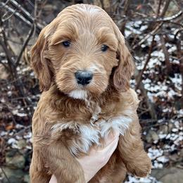 White Male - Apricot male Goldendoodle puppy in Great Falls, Montana from Montana Goldendoodles