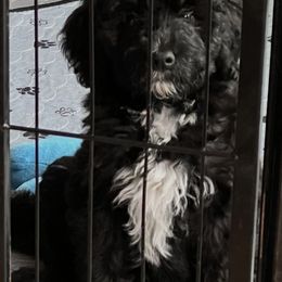 Onyx - Black and white male Aussiedoodle puppy in Grand Haven, Michigan from Happy Hippy Doodles