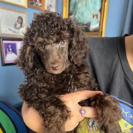 Kat - Brown female Poodle puppy in Winter Haven, Florida from Herdez’s Poodles