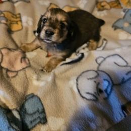 Fancy - Red female Dachshund puppy in Lebanon, Oregon from Willow Moons Dachshunds