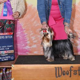 Lucy - Yorkshire Terrier