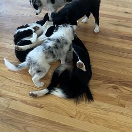 Border Collie Puppies from Roaring River Border Collies