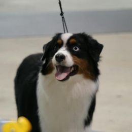 Davina - Miniature American Shepherd