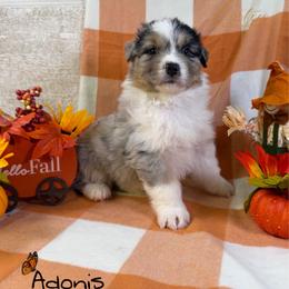Adonis - Blue merle female Australian Shepherd puppy in Jonesborough, Tennessee from Lotus Australian Shepherds