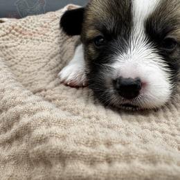 Ivy - Sable female Pembroke Welsh Corgi puppy in Elberta, Utah from 3F Farms- Pembroke Welsh Corgis and Irish Wolfhounds