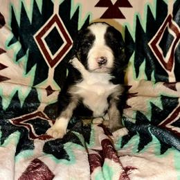 R3 - Saddleback sable female Border Collie puppy in Milton, Pennsylvania from C&C Border Collies