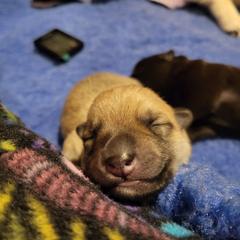 Male 2 - Wheaten male Norwegian Buhund puppy in Fort Collins, Colorado from Yggdrasil Buhunds