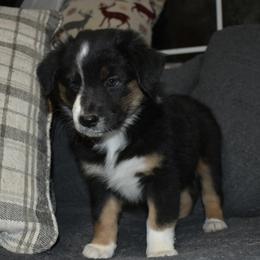Arcadia - Black tri-color female Australian Shepherd puppy in Altmar, New York from E&C Australian Shepherds
