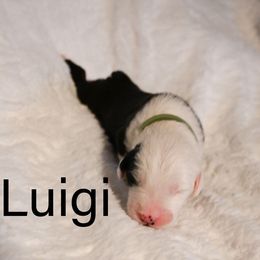 Old English Sheepdog Puppies from Midwest Puppy Paws