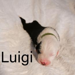 Old English Sheepdog Puppies from Midwest Puppy Paws