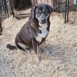 Anatolian Shepherd Dog puppies from Green Stains Anatolians