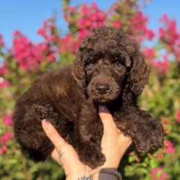 June Bug - Silver-beige  male Poodle puppy in Midwest City, Oklahoma from Strawberry Hill Puppy Patch