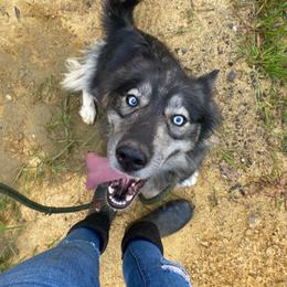 Haze - Siberian Husky