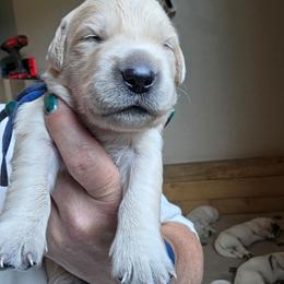 Blue - Monty - Golden male Golden Retriever puppy in Lucasville, Ohio from Halo Kennels