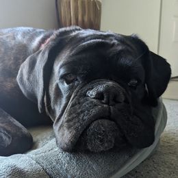 Boxers from Bellbox German Boxers