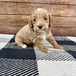 Little boy 2 - Red male Cockapoo puppy in Beresford, South Dakota from DAKOTA DOOD RANCH