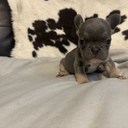 Twix - Blue male French Bulldog puppy in Gerber, California from In The Zone Dog Training and Breeding