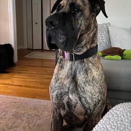 Great Dane puppies from Virginia Great Danes