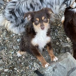 Ruby - Toy Australian Shepherd