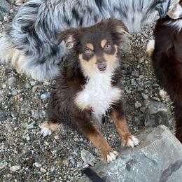 Ruby - Toy Australian Shepherd