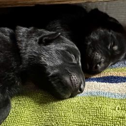 Boy 2 - Black and red male German Shepherd puppy in Rolesville, North Carolina from Ransomshire Shepherds