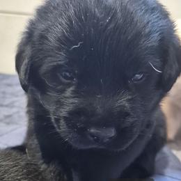 Pepper, lavender collar - Black female Labrador Retriever puppy in Greenwich, Ohio from Pure Gem Kennel