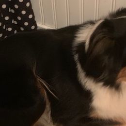 Catahoula Leopard Dogs and Miniature Australian Shepherds from Lava Run Kennels