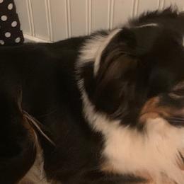 Catahoula Leopard Dogs and Miniature Australian Shepherds from Lava Run Kennels