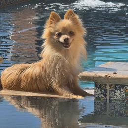 Dreamiscle - Pomeranian