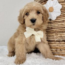 Peaches - Apricot female Goldendoodle puppy in Temecula, California from Oodles O'Doodles