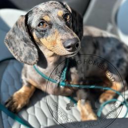 Tuni - Dachshund