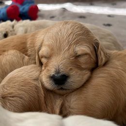 Goldendoodles and Golden Retrievers from Golden Valley Farm and Kennel