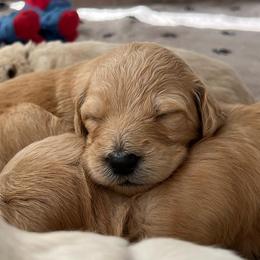 Goldendoodles and Golden Retrievers from Golden Valley Farm and Kennel