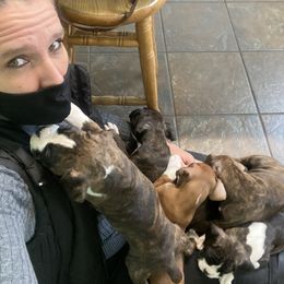 Boxer Puppies from Fineview Boxers